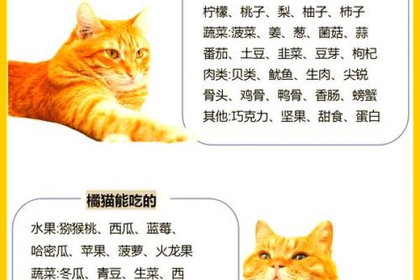 猫咪九命的奥秘：为何猫咪如此神秘与长寿？