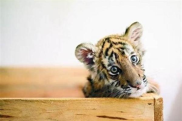 2022年虎宝宝的命运解析：揭开生肖虎的神秘面纱