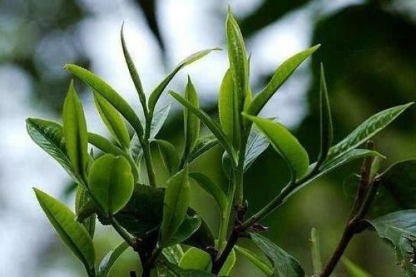 桑松木命的人：独特的个性与生活偏好探析