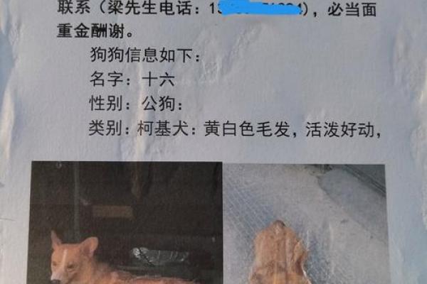 94年属狗木命的秘密与人生哲学探秘