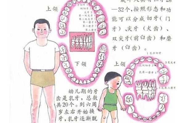 32颗牙齿的命运：揭示口腔健康与人生运势的奥秘
