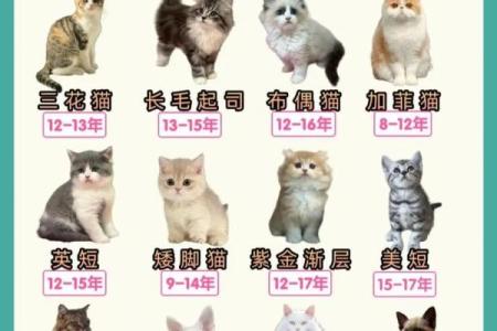 猫咪九命的奥秘：为何猫咪如此神秘与长寿？