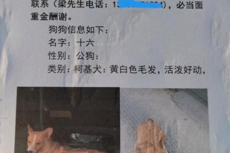 94年属狗木命的秘密与人生哲学探秘