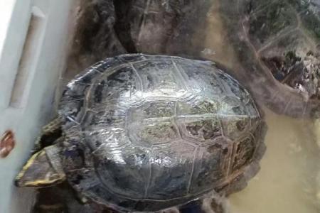 火命的人适合养什么动物？揭秘最佳伴侣动物！