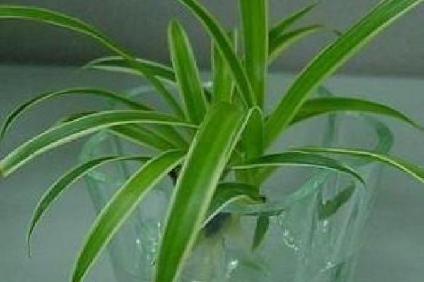 水命人士适合养什么植物？探秘植物带来的生机与和谐