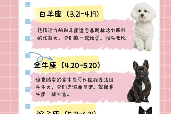 大林木命家庭养什么宠物最合适？全面解析与建议！