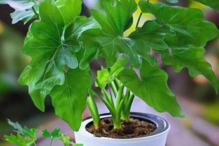 水命人士适合养什么植物？探秘植物带来的生机与和谐