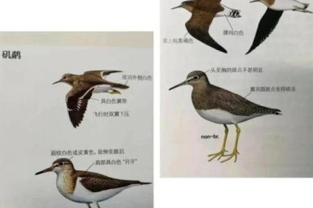通过脚部特征识别性格，揭示你内心的小秘密！