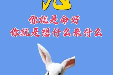 1963年：命兔子的传奇与迷信的交织