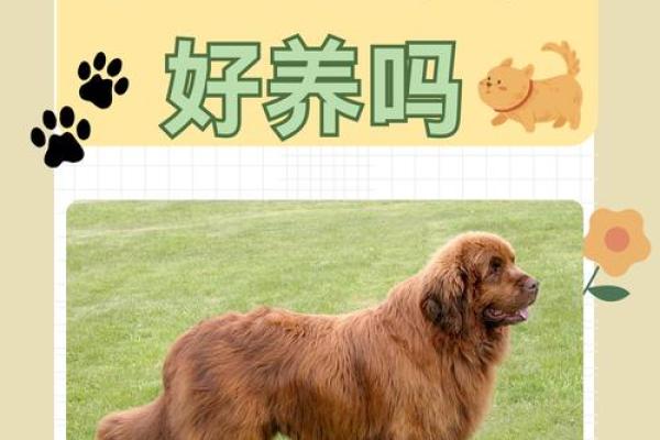 2004年木猴：探索其命理与个性魅力
