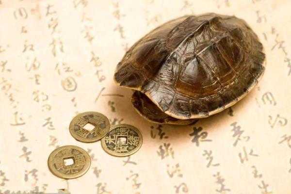 适合养乌龟的人群解析：从命理看乌龟的守护与陪伴