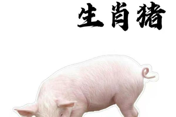 属猪命好的原因与解析，探寻生肖猪的吉祥运势与人生哲学