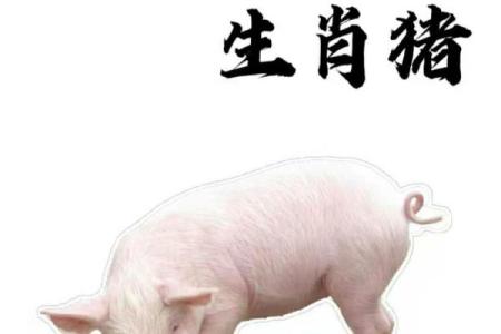 属猪命好的原因与解析，探寻生肖猪的吉祥运势与人生哲学