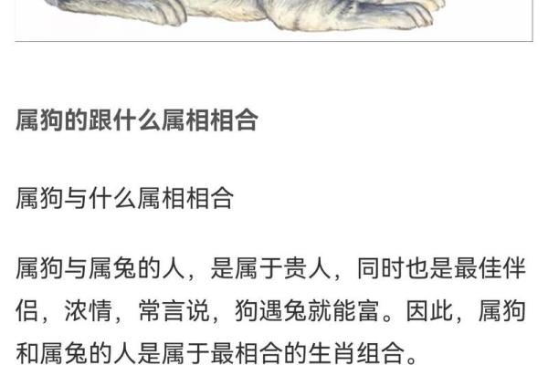 1938年属兔人命运解析：从五行看你的生活与性格