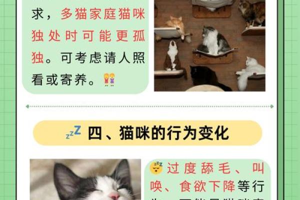 探索猫的神秘：为什么猫有9条命，人却只有1条？