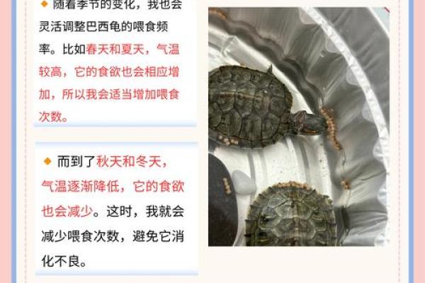 适合养殖龟鳖的命理分析：从八字看你的养殖缘分