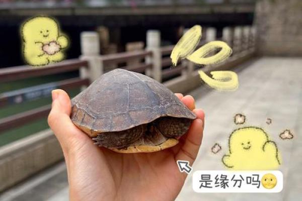 适合养殖龟鳖的命理分析：从八字看你的养殖缘分
