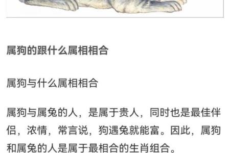 2013年属狗的人命运解析：性格、事业与爱情的全景剖析