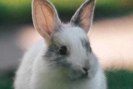 2022年属兔命运解析：解锁幸福与财富的秘诀！