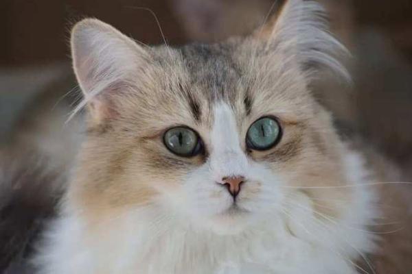 喜欢猫的人命运如何？解密猫咪爱好者的性格与运势！