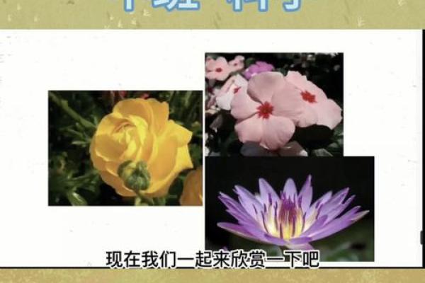 探秘纸PO命：生活中的小智慧与实用技巧