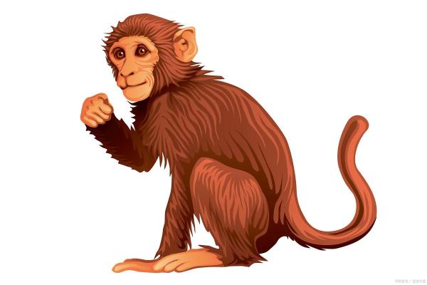猴子后腿长与命运：神秘的动物传说与解读