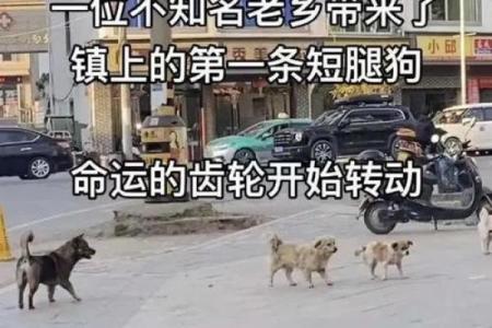 2018年土狗命运解读：性格特征与人生走向的深度分析