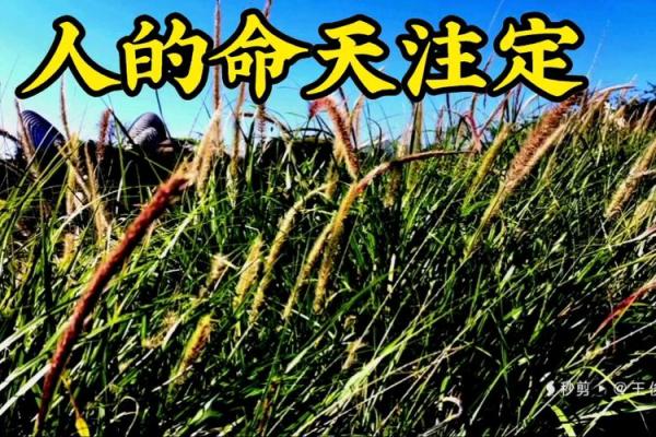 命运与自由：探寻人的命天注定的真谛