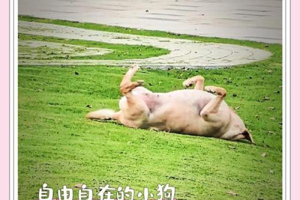 有狗子的生活：它们是如何改变我们的命运的