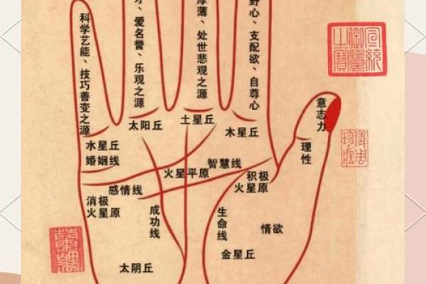 掌握命运的手相解密：手背与手掌宽度的奥秘