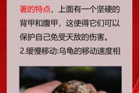 喜欢什么龟代表命好，解密龟与运势的深厚联系！