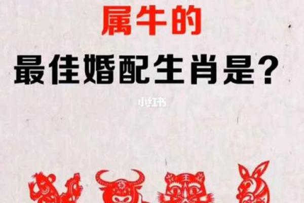 探索生肖命理：每个生肖的命运与性格解析