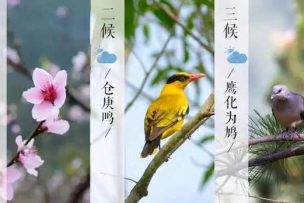 惊蛰出生的人命运解析：如何把握人生轨迹，成就辉煌未来