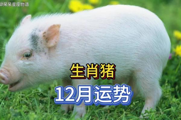 属猪2007年出生者的命运与人生探索
