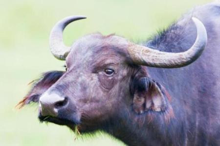 2022年牛年：命运与机遇的交织之旅