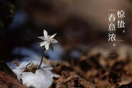 惊蛰出生的人命运解析：如何把握人生轨迹，成就辉煌未来