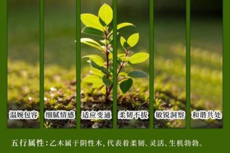 木命人种植植物指南：让生活充满生机与活力