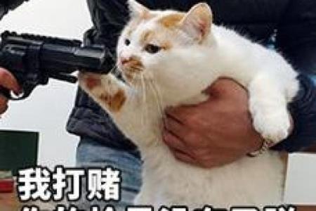 探寻这就是命：在枪赌世界中的奇幻旅程
