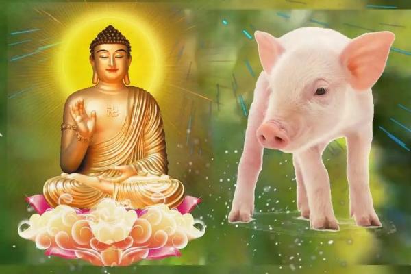 2007年属猪人：土命解析与命运走势