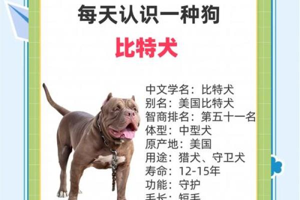 2006年属狗的人命运解析：忠诚与智慧的结合