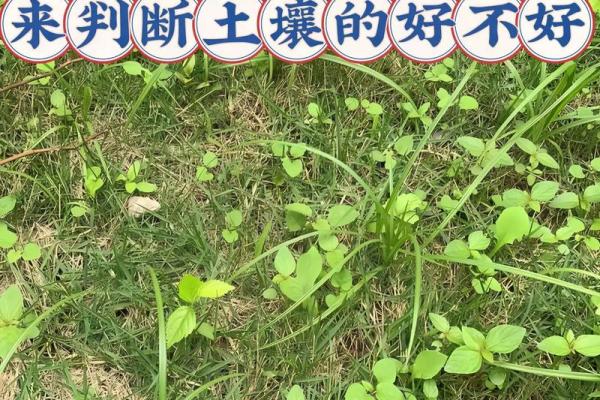 探索堤坝土命的奥秘：自然之土的神奇力量与应用