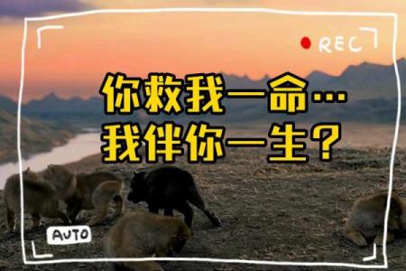 一命抵一命：生命的价值与人性的探讨