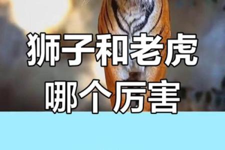 命格与老虎：揭秘那些喜爱老虎的人的性格特点