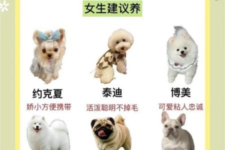 命理分析：哪些人适合养黑狗，完美搭配的宠物选择