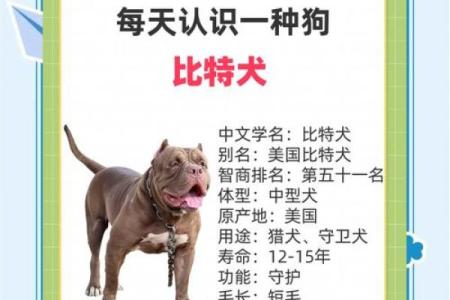 2006年属狗的人命运解析：忠诚与智慧的结合