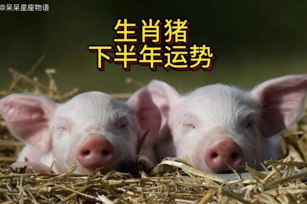解锁命理之谜：24属猪人的命运与人生旅程