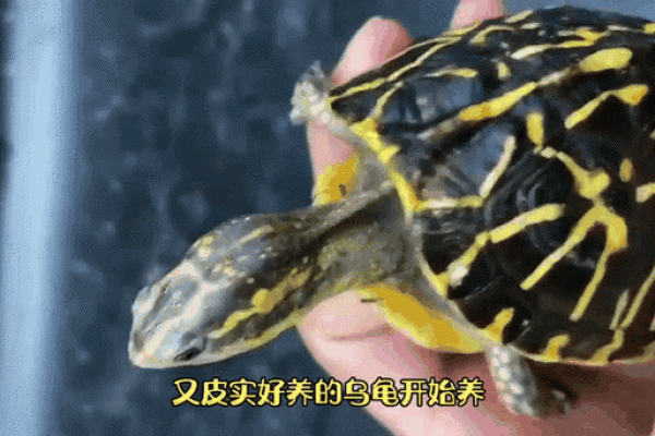 揭秘：养龟的秘密与长寿之魂，家养龟的理想选择！