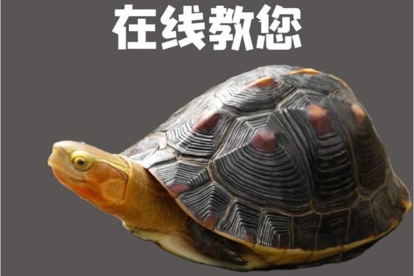 揭秘：养龟的秘密与长寿之魂，家养龟的理想选择！