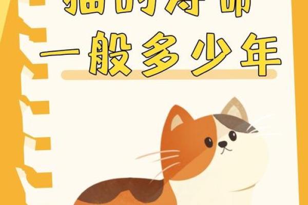 视猫如命，猫咪的陪伴与温暖带给我们的感动与启示