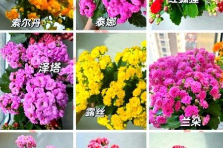 适合养花养鱼的命理分析：让生活更美好的秘诀